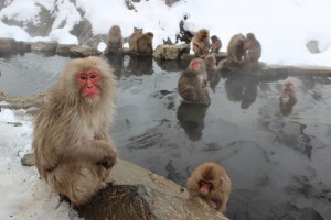 Snow monkeys are big fans of natural hot springs.